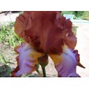 Іриси бородаті Iris germanica